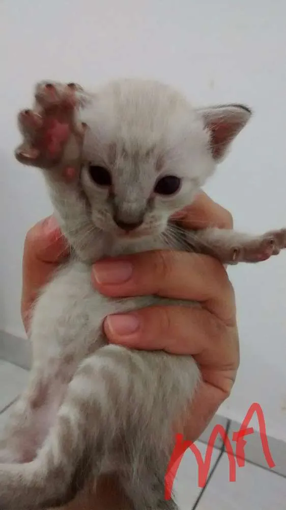 Gato ra a Vira latas idade Abaixo de 2 meses nome Filhotes
