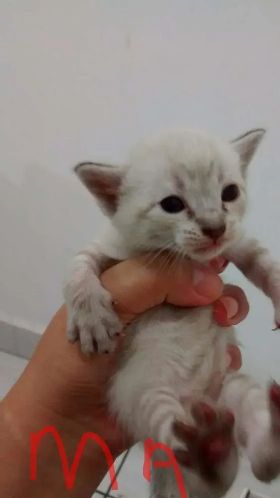 Gato ra a Vira latas idade Abaixo de 2 meses nome Filhotes