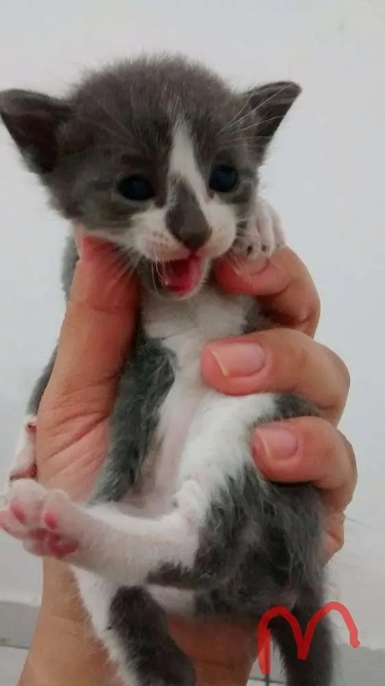 Gato ra a Vira latas idade Abaixo de 2 meses nome Filhotes