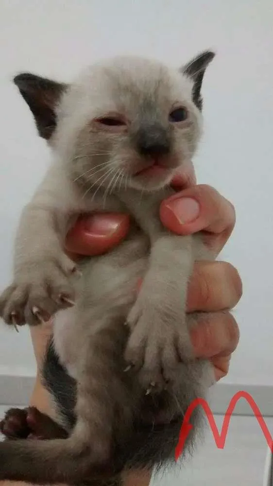 Gato ra a Vira latas idade Abaixo de 2 meses nome Filhotes
