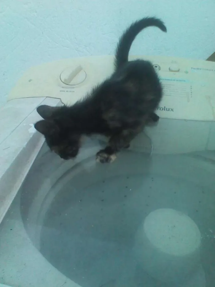 Gato raça SRD idade 2 a 6 meses nome Mia