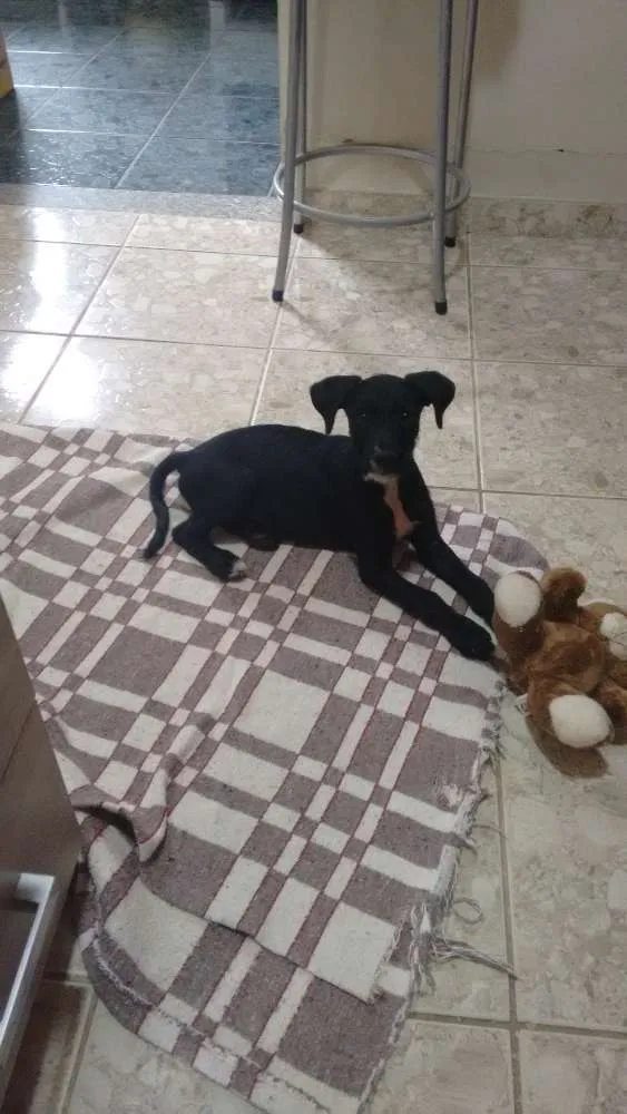 Cachorro ra a SRD idade 2 a 6 meses nome NINA