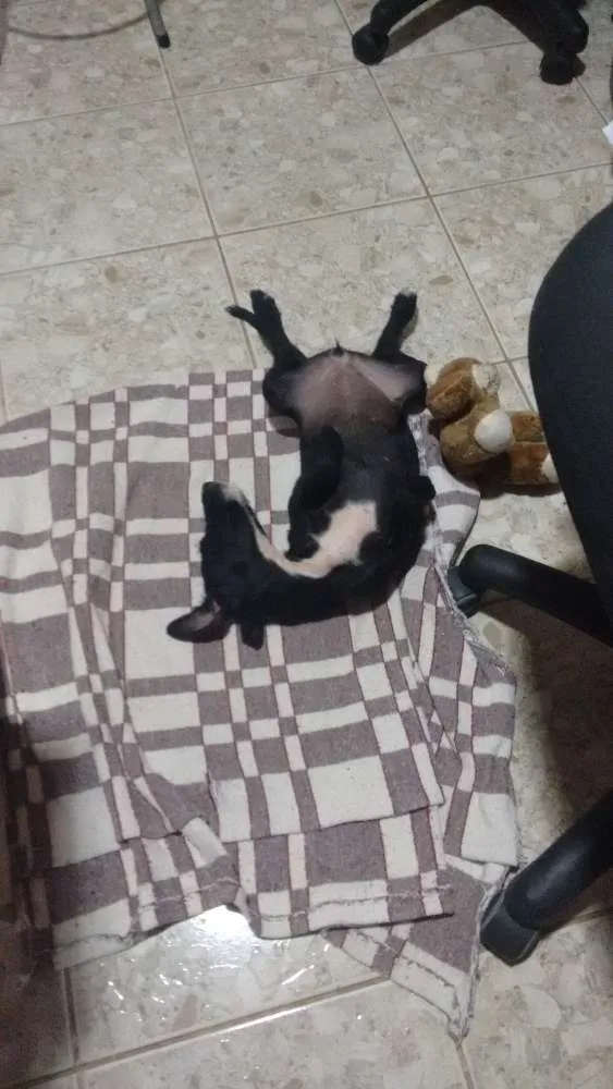 Cachorro ra a SRD idade 2 a 6 meses nome NINA