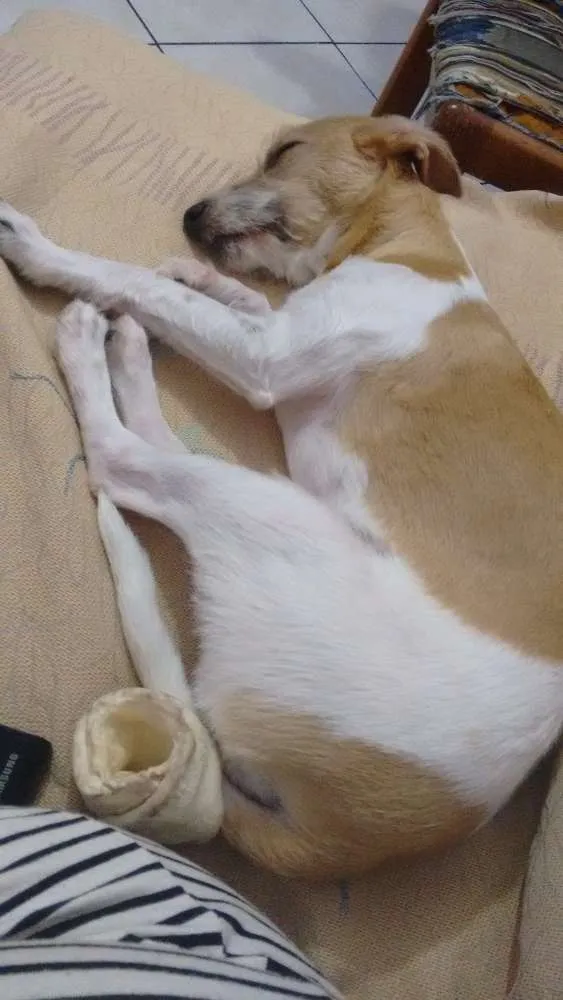 Cachorro ra a Sem raça devinida idade 7 a 11 meses nome Mag