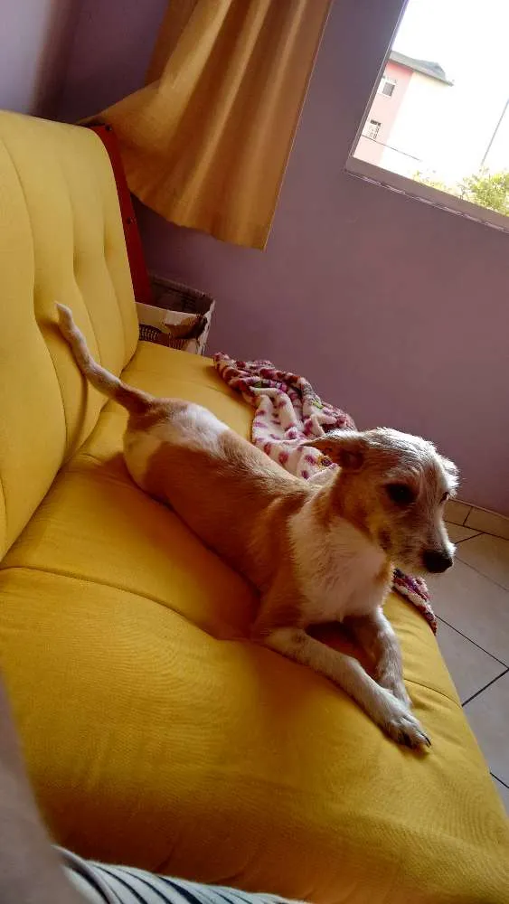 Cachorro ra a Sem raça devinida idade 7 a 11 meses nome Mag