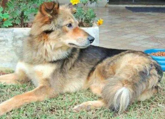 Cachorro ra a SRD idade 1 ano nome Jade