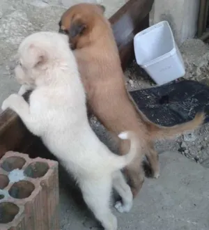 Cachorro raça SRD idade Abaixo de 2 meses nome sem nome
