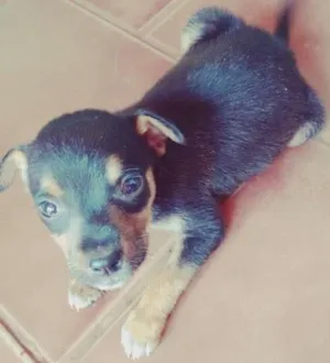 Cachorro raça -- idade 2 a 6 meses nome --