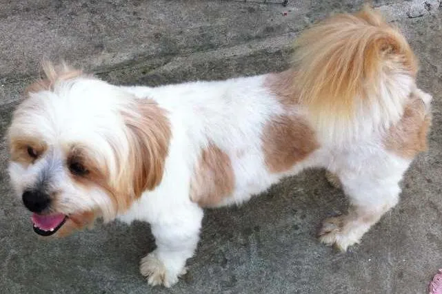Cachorro ra a Lhasa apso idade 7 a 11 meses nome ~sem nome ainda~