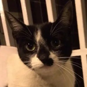 Gato raça SRD idade 7 a 11 meses nome Belinha
