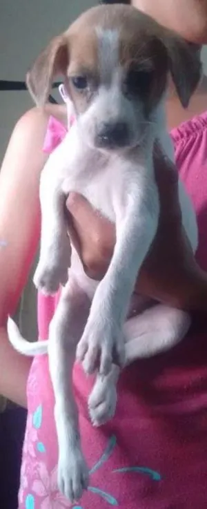 Cachorro raça Srn idade  nome Filhotes