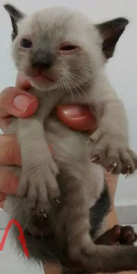 Gato ra a Vira latas idade Abaixo de 2 meses nome Filhotes