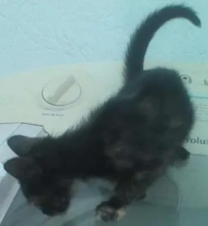 Gato raça SRD idade 2 a 6 meses nome Mia