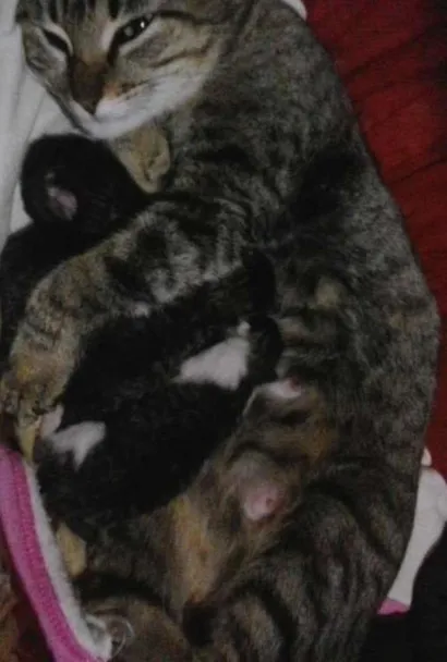 Gato raça Vira-latas idade Abaixo de 2 meses nome Sem nomes