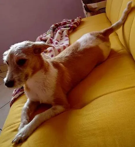 Cachorro ra a Sem raça devinida idade 7 a 11 meses nome Mag