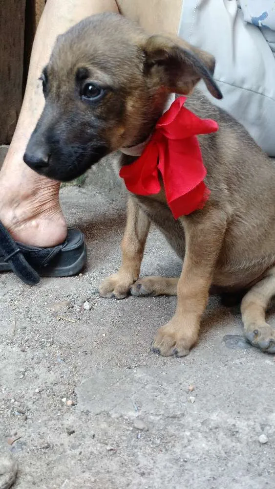 Cachorro raça Vira lata idade 2 a 6 meses nome Sem nome