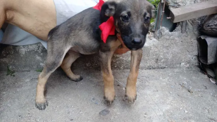 Cachorro raça Vira lata idade 2 a 6 meses nome Sem nome