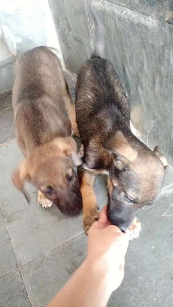 Cachorro raça Vira lata idade 2 a 6 meses nome Sem nome
