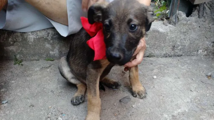 Cachorro raça Vira lata idade 2 a 6 meses nome Sem nome