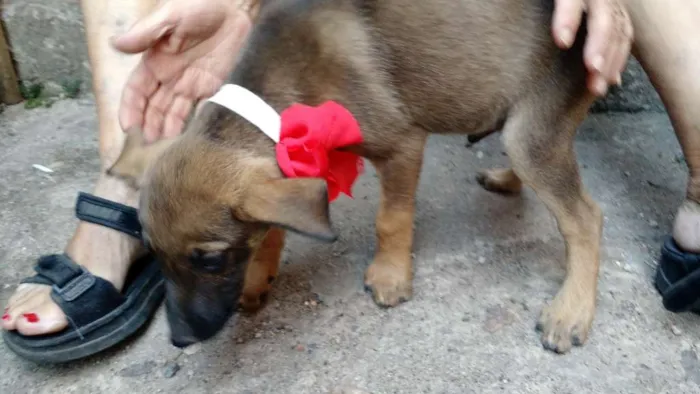 Cachorro raça Vira lata idade 2 a 6 meses nome Sem nome