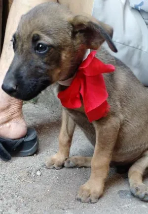 Cachorro raça Vira lata idade 2 a 6 meses nome Sem nome