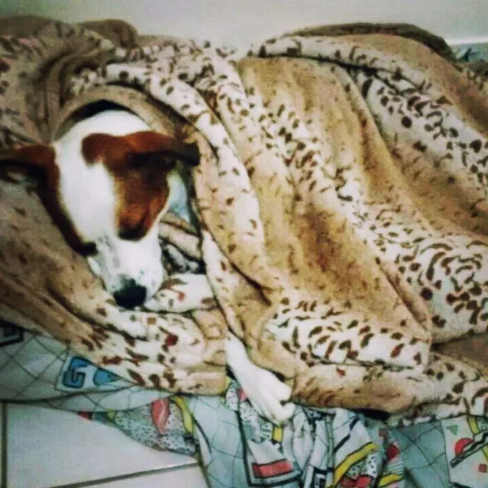 Cachorro ra a Sem raça definida idade 2 a 6 meses nome Valentina 