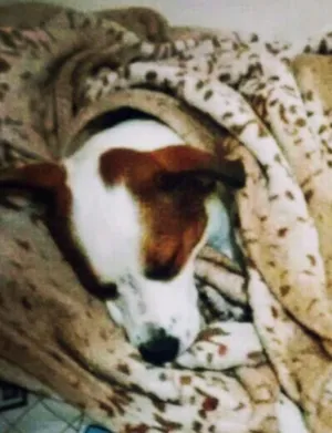 Cachorro raça Sem raça definida idade 2 a 6 meses nome Valentina 