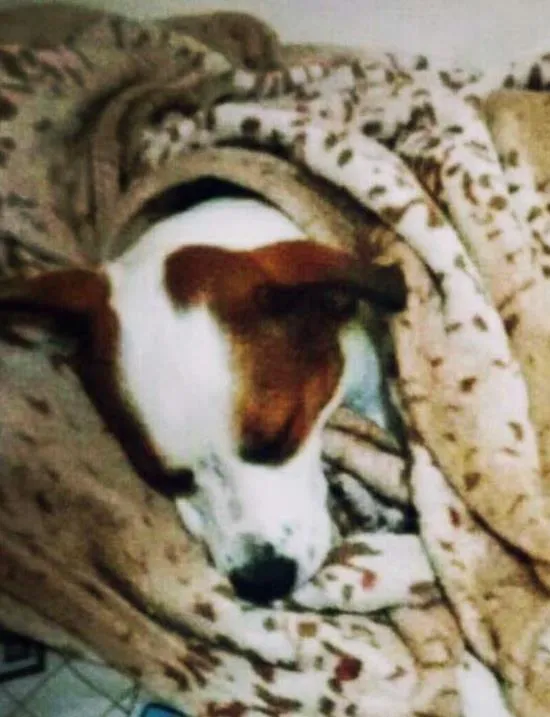 Cachorro ra a Sem raça definida idade 2 a 6 meses nome Valentina 