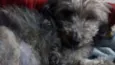 BELINHA
