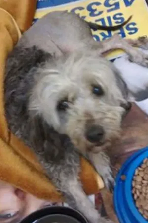 Cachorro raça Mix poodle idade 3 anos nome BELINHA