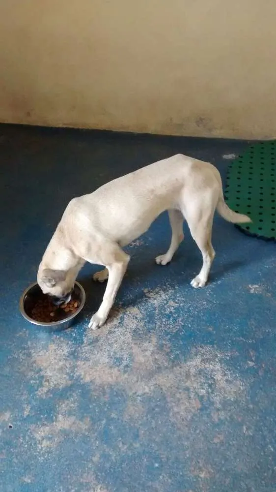 Cachorro ra a SRD idade 1 ano nome Leela