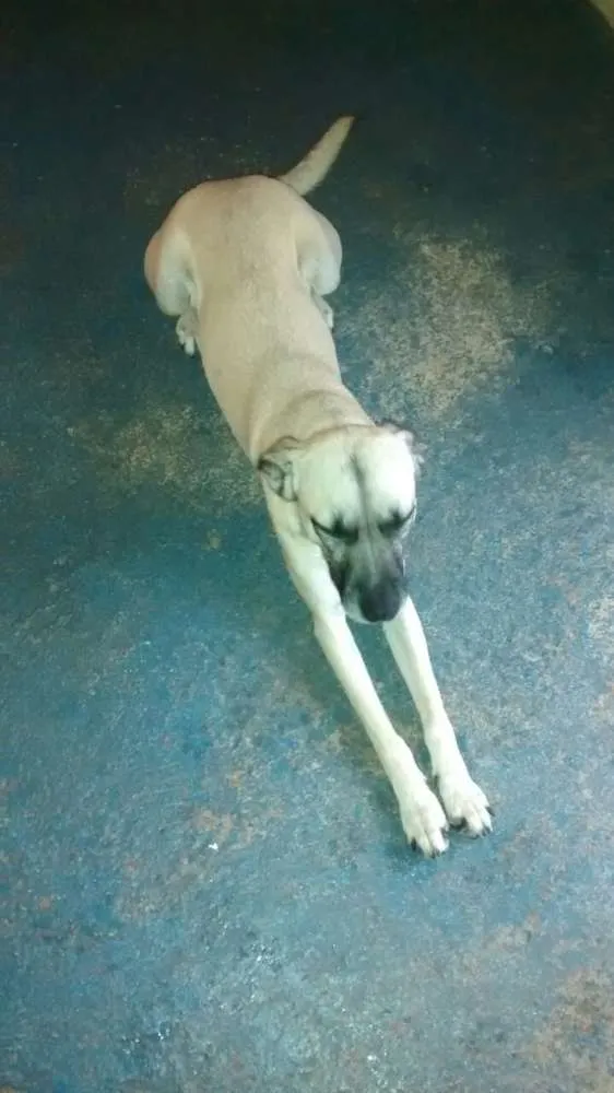 Cachorro ra a SRD idade 1 ano nome Leela