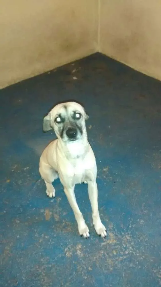 Cachorro ra a SRD idade 1 ano nome Leela