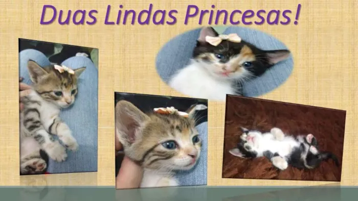 Gato raça Setter idade 2 a 6 meses nome NAPOLITANA/ONCINHA