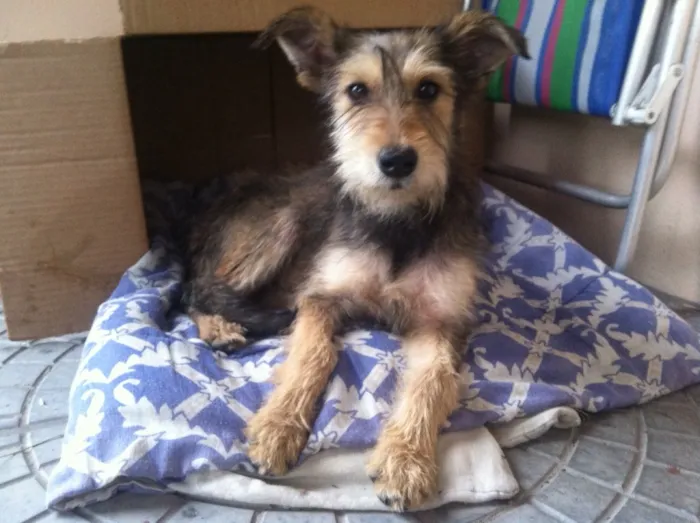 Cachorro ra a Mistura schnauzer idade 7 a 11 meses nome Bibi