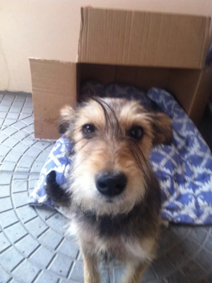 Cachorro ra a Mistura schnauzer idade 7 a 11 meses nome Bibi