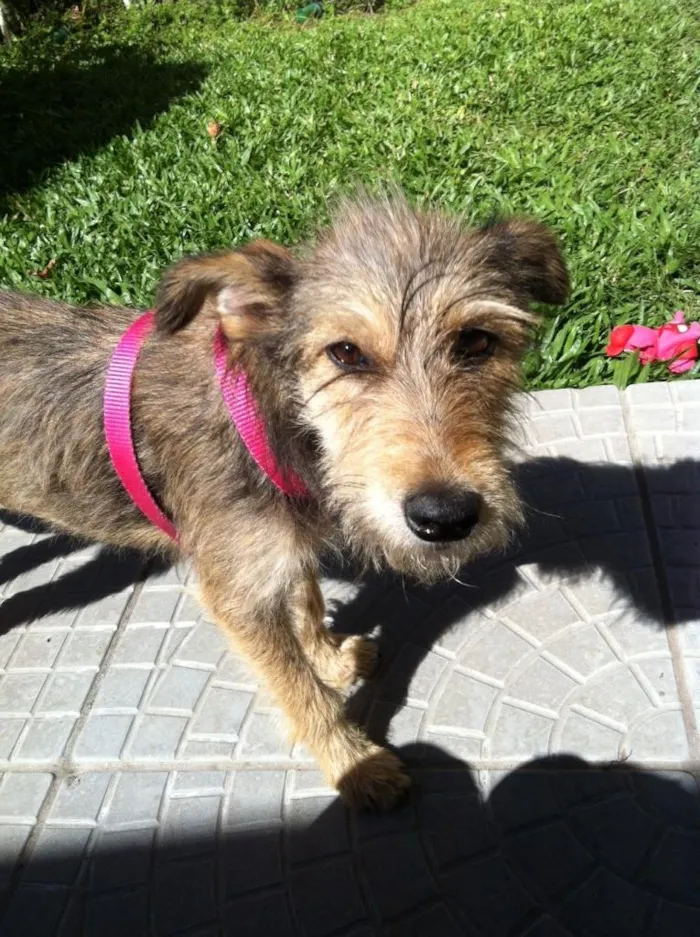 Cachorro ra a Mistura schnauzer idade 7 a 11 meses nome Bibi