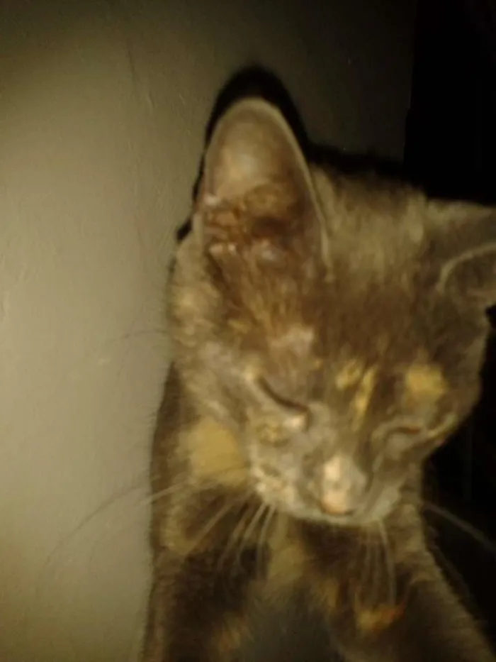 Gato ra a  idade 1 ano nome jurema