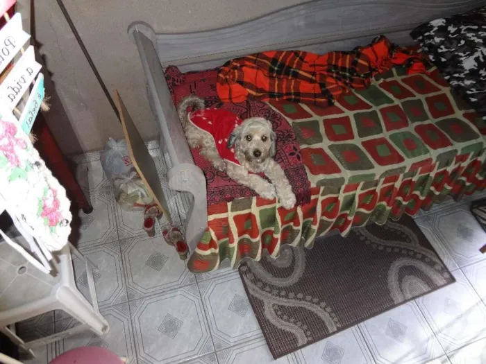 Cachorro ra a Poodle  idade 2 anos nome Xuxa