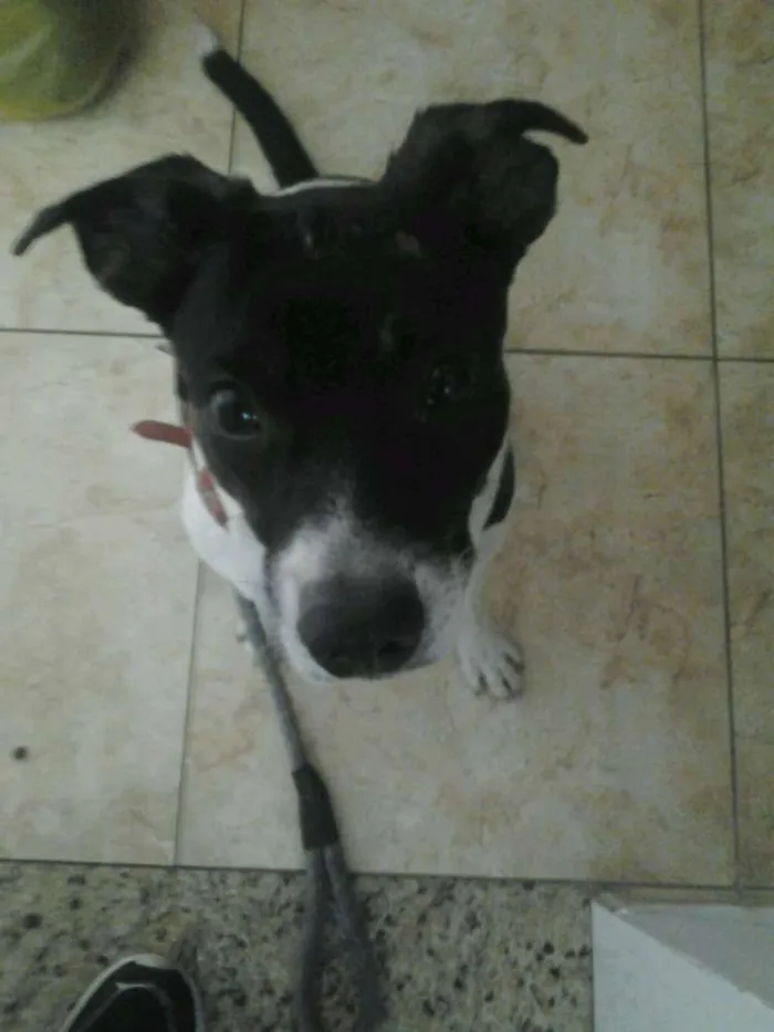 Cachorro ra a Vira lata idade 1 ano nome Tobias