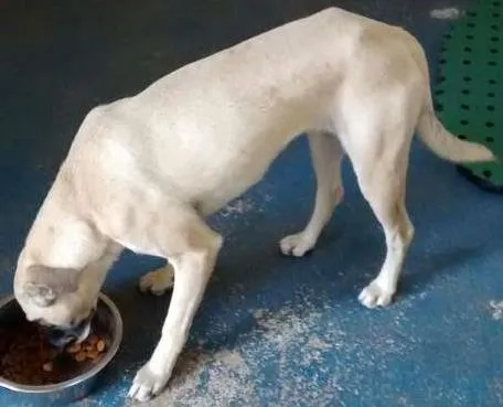 Cachorro ra a SRD idade 1 ano nome Leela