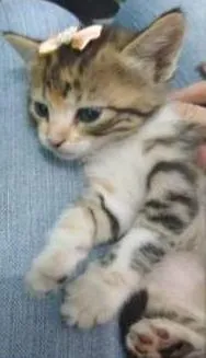 Gato raça Setter idade 2 a 6 meses nome NAPOLITANA/ONCINHA