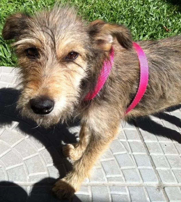 Cachorro ra a Mistura schnauzer idade 7 a 11 meses nome Bibi