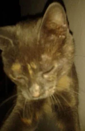 Gato raça  idade 1 ano nome jurema