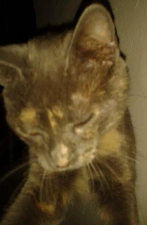 Gato ra a  idade 1 ano nome jurema