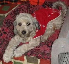 Cachorro ra a Poodle  idade 2 anos nome Xuxa