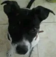 Tobias