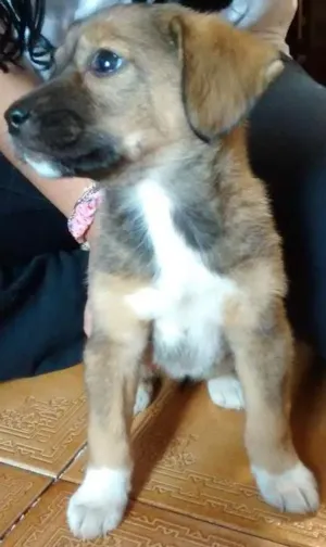 Cachorro raça Vira lata idade 2 a 6 meses nome Mel