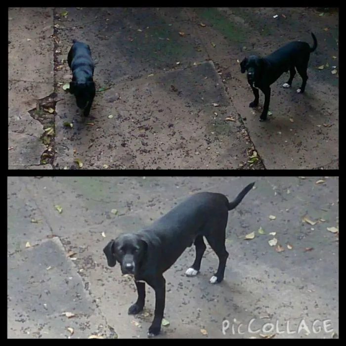 Cachorro ra a  idade  nome Não tem