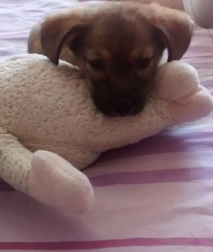 Cachorro ra a Vira lata idade 2 a 6 meses nome Mel